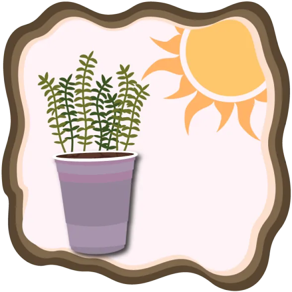 Un soleil réchauffant une plante verte à petites feuilles fines.