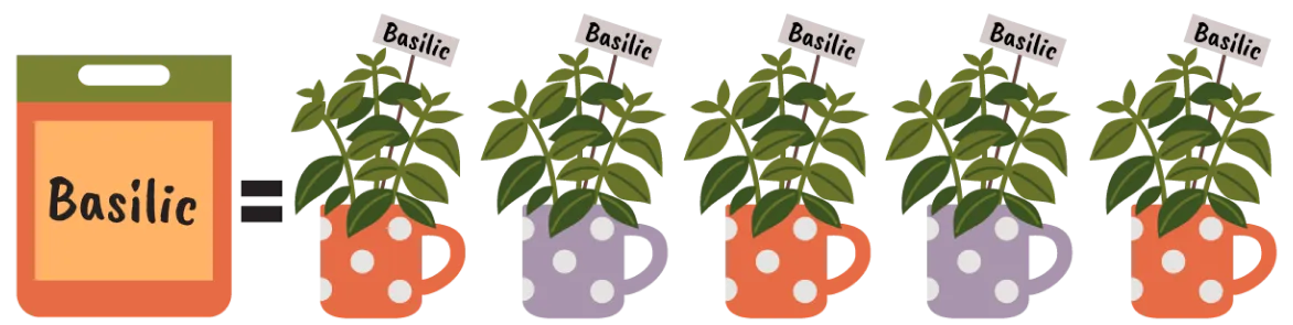 Un sachet de graines de basilic égale cinq plants de basilic.