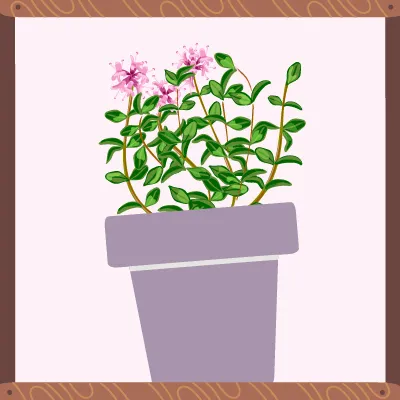 Une plante verte à petites feuilles fines et fleurs roses.