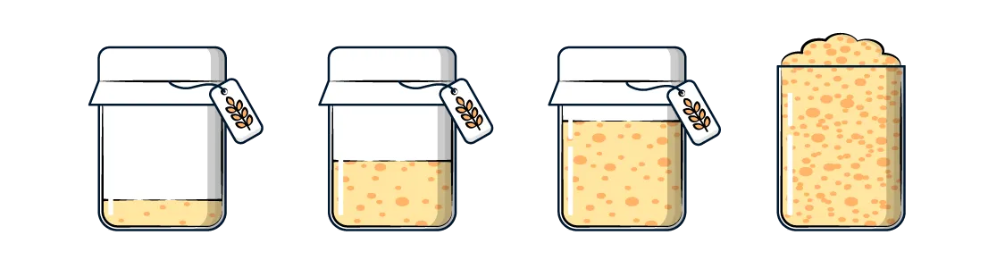Quatre stades de fermentation : un fond de pot de levure, un pot de levure à moitié plein, un pot de levure presque plein, un pot de levure plein.