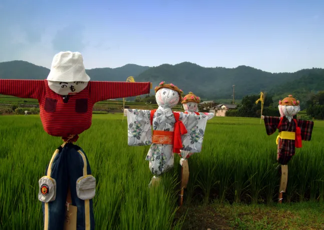 Photo montrant des épouvantails originaux dressés dans un champ en été.