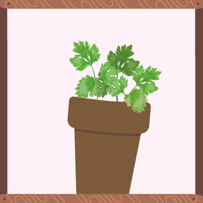 Une plante verte à feuilles larges, plates et dentelées.