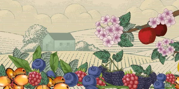 Décor champêtre illustré montrant un bâtiment de ferme, des pâturages, des petits fruits, des pommes et des fleurs de pommier.