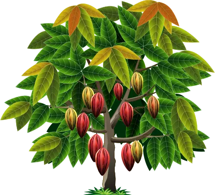 Un cacaoyer feuillu garni de fruits.