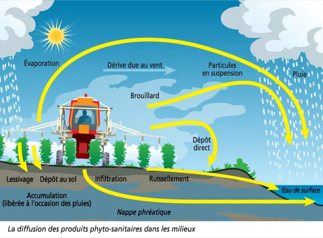 Les pesticides épandus par un agriculteur s’évaporent, se mêlent aux nuages et voyagent avec le vent. La pluie les fait retomber, contaminant sols, cours d’eau et nappes phréatiques.